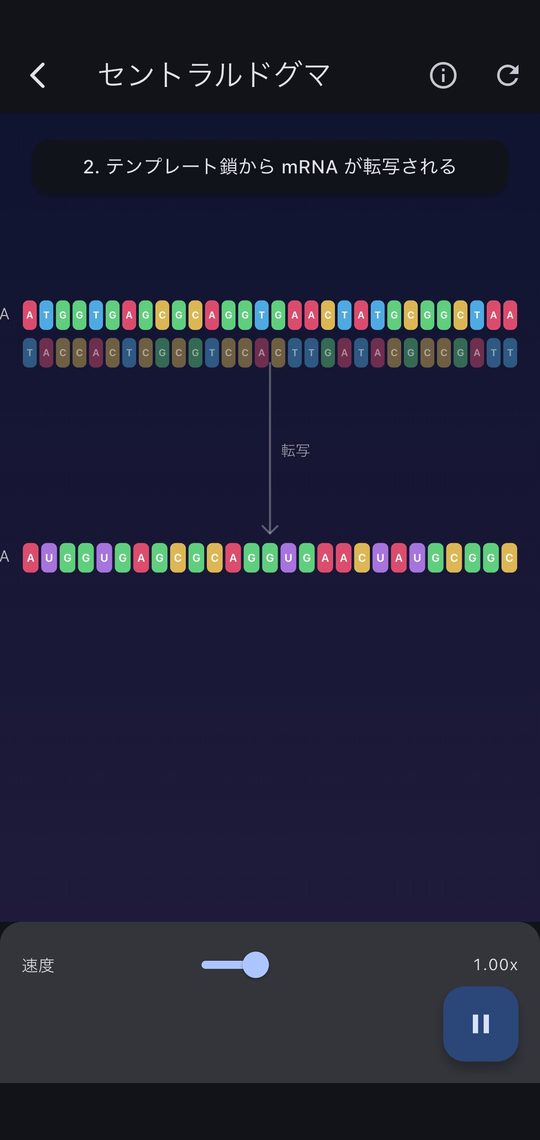 DNA からタンパク質へ。